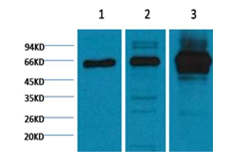 Western blot - NFκB p65 Mouse Monoclonal Antibody from Signalway Antibody (38054) - Antibodies.com
