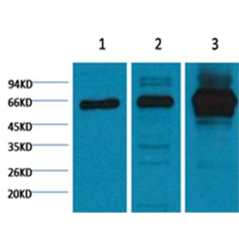 Western blot - NFκB p65 Mouse Monoclonal Antibody from Signalway Antibody (38054) - Antibodies.com