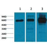 Western blot - NFκB p65 Mouse Monoclonal Antibody from Signalway Antibody (38054) - Antibodies.com