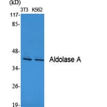 Western blot - Aldolase A Polyclonal Antibody from Signalway Antibody (40581) - Antibodies.com