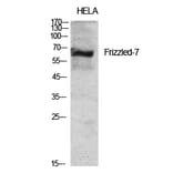 Western blot - Frizzled-7 Polyclonal Antibody from Signalway Antibody (40939) - Antibodies.com