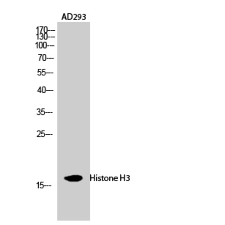 Western blot - Histone H3 Polyclonal Antibody from Signalway Antibody (41018) - Antibodies.com