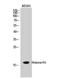 Western blot - Histone H3 Polyclonal Antibody from Signalway Antibody (41018) - Antibodies.com