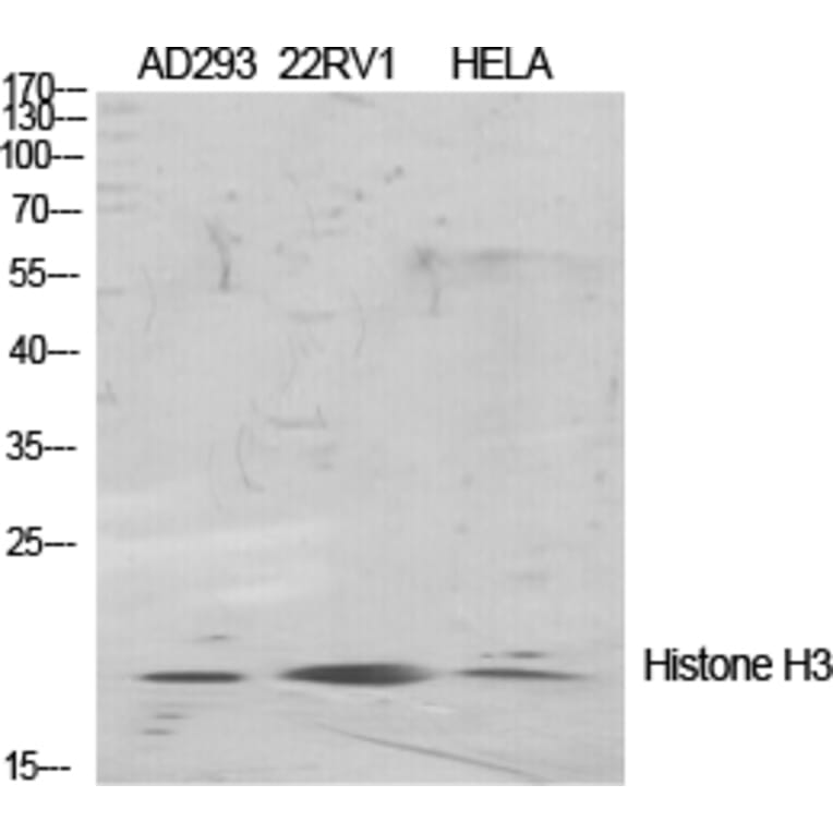 Western blot - Histone H3 Polyclonal Antibody from Signalway Antibody (41018) - Antibodies.com