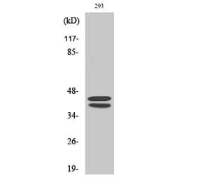 Western blot - ERK 1/2 Polyclonal Antibody from Signalway Antibody (40901) - Antibodies.com