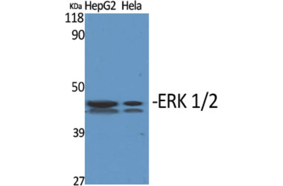 Western blot - ERK 1/2 Polyclonal Antibody from Signalway Antibody (40901) - Antibodies.com