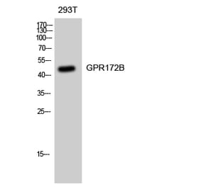 Western blot - GPR172B Polyclonal Antibody from Signalway Antibody (40978) - Antibodies.com