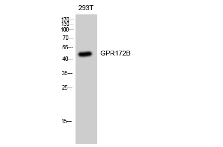 Western blot - GPR172B Polyclonal Antibody from Signalway Antibody (40978) - Antibodies.com