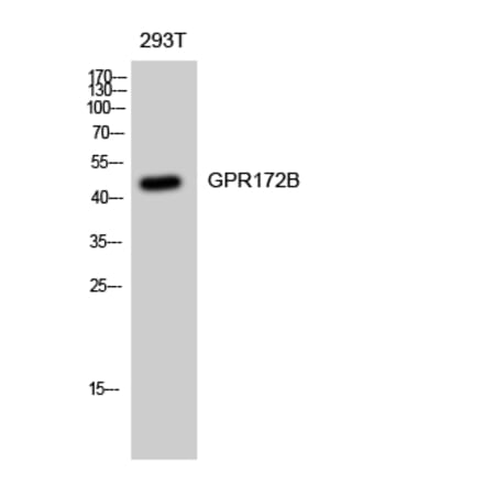 Western blot - GPR172B Polyclonal Antibody from Signalway Antibody (40978) - Antibodies.com