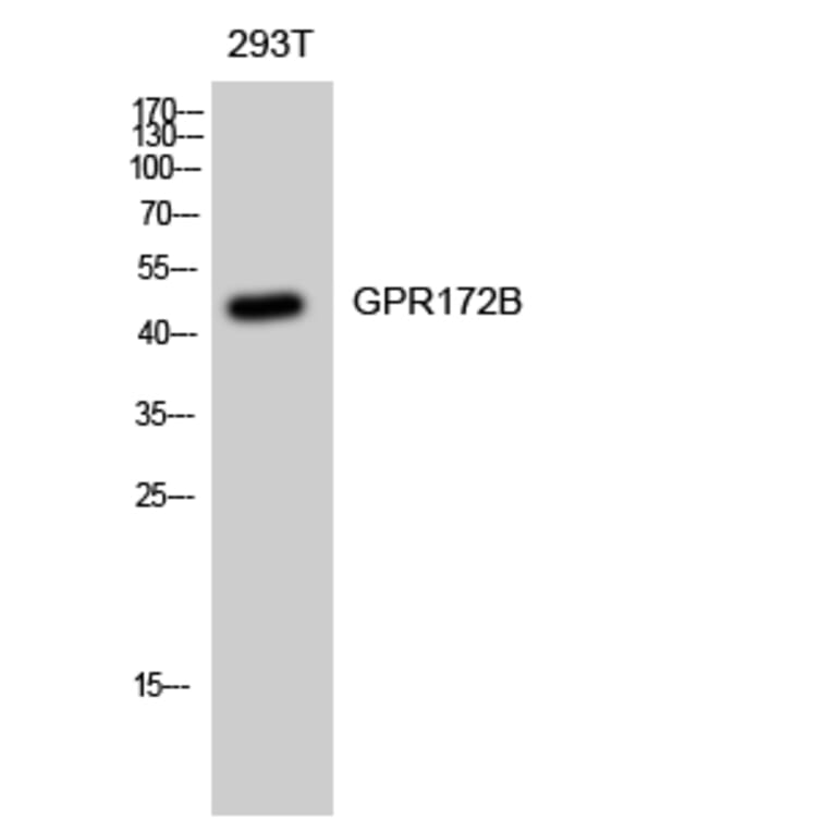 Western blot - GPR172B Polyclonal Antibody from Signalway Antibody (40978) - Antibodies.com