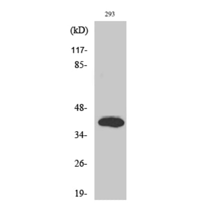 Western blot - Islet-2 Polyclonal Antibody from Signalway Antibody (41079) - Antibodies.com