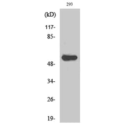 Western blot - AIRE-1 Polyclonal Antibody from Signalway Antibody (40562) - Antibodies.com