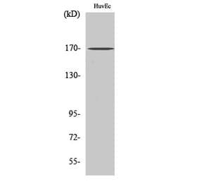 Western blot - BAF170 Polyclonal Antibody from Signalway Antibody (40631) - Antibodies.com