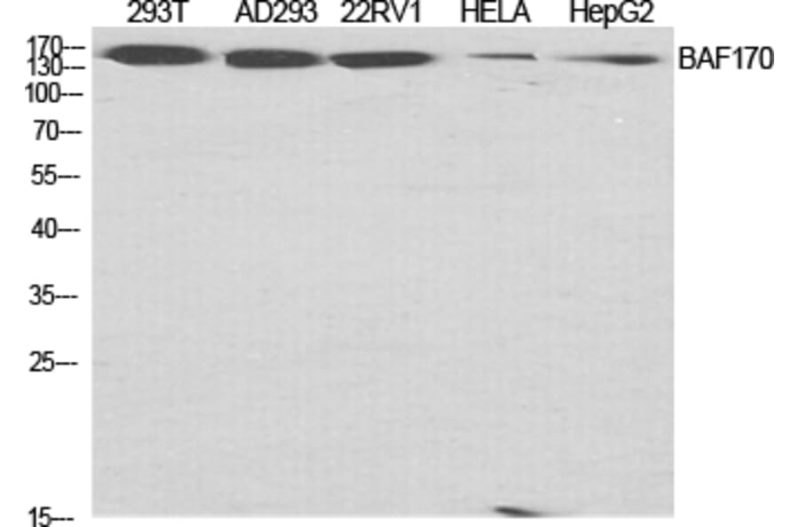 Western blot - BAF170 Polyclonal Antibody from Signalway Antibody (40631) - Antibodies.com