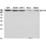 Western blot - BAF170 Polyclonal Antibody from Signalway Antibody (40631) - Antibodies.com