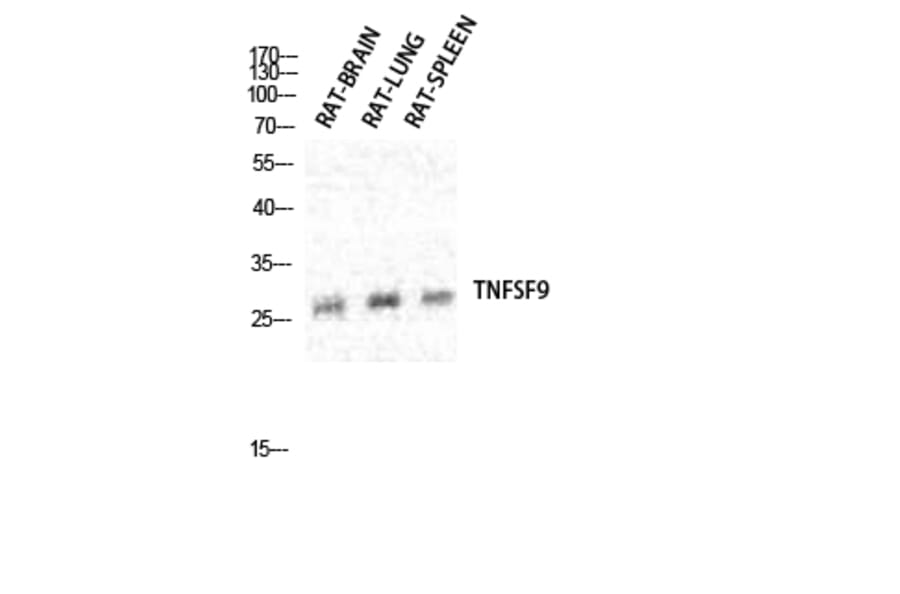 Western blot - CD137L Polyclonal Antibody from Signalway Antibody (40695) - Antibodies.com