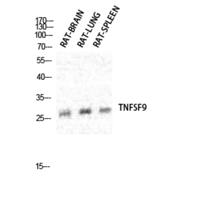 Western blot - CD137L Polyclonal Antibody from Signalway Antibody (40695) - Antibodies.com