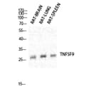 Western blot - CD137L Polyclonal Antibody from Signalway Antibody (40695) - Antibodies.com