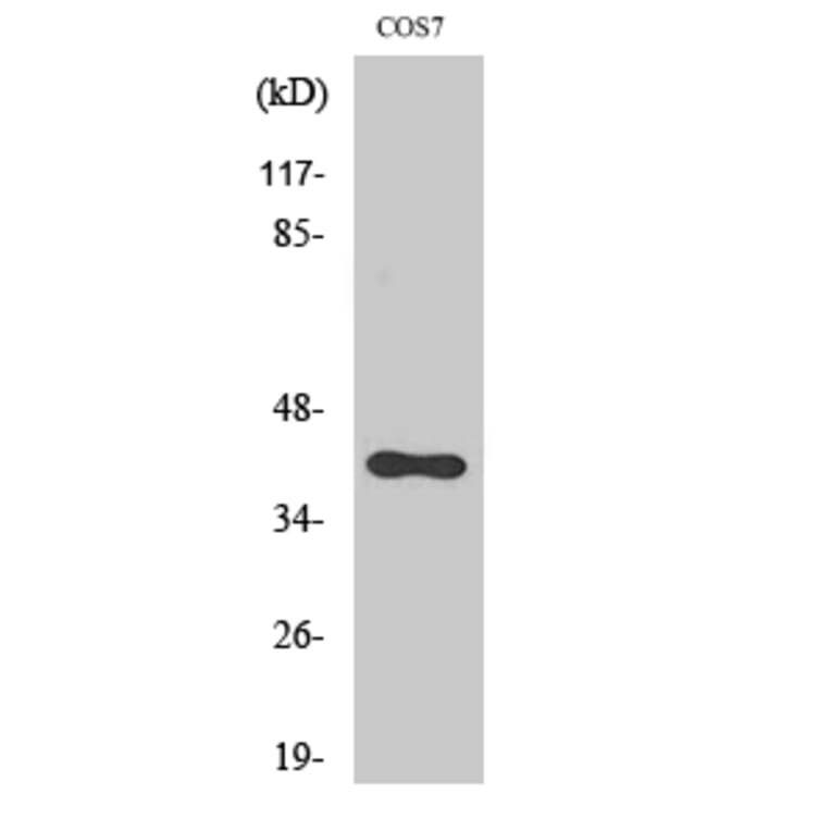 Western blot - CXCR-7 Polyclonal Antibody from Signalway Antibody (40799) - Antibodies.com