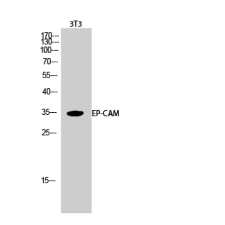 Western blot - EP-CAM Polyclonal Antibody from Signalway Antibody (40886) - Antibodies.com