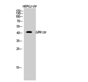 Western blot - GPR120 Polyclonal Antibody from Signalway Antibody (40974) - Antibodies.com