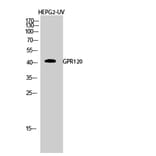 Western blot - GPR120 Polyclonal Antibody from Signalway Antibody (40974) - Antibodies.com