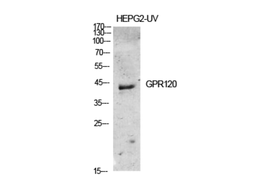 Western blot - GPR120 Polyclonal Antibody from Signalway Antibody (40974) - Antibodies.com
