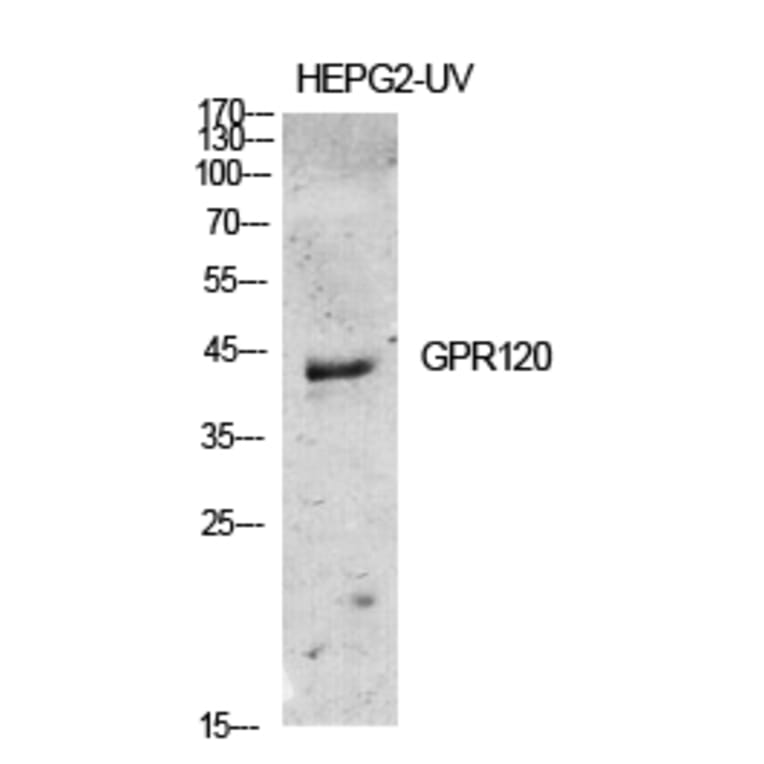 Western blot - GPR120 Polyclonal Antibody from Signalway Antibody (40974) - Antibodies.com