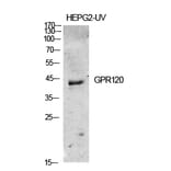 Western blot - GPR120 Polyclonal Antibody from Signalway Antibody (40974) - Antibodies.com