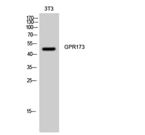 Western blot - GPR173 Polyclonal Antibody from Signalway Antibody (40979) - Antibodies.com