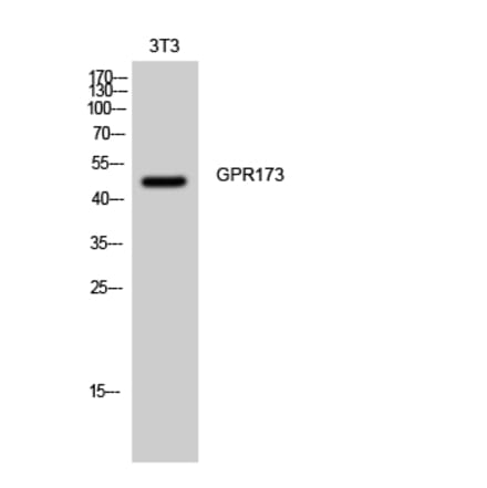 Western blot - GPR173 Polyclonal Antibody from Signalway Antibody (40979) - Antibodies.com