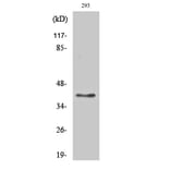 Western blot - GPR175 Polyclonal Antibody from Signalway Antibody (40980) - Antibodies.com