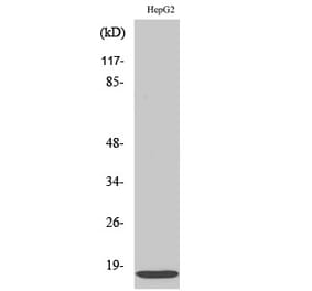 Western blot - IFITM3 Polyclonal Antibody from Signalway Antibody (41051) - Antibodies.com