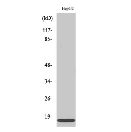 Western blot - IFITM3 Polyclonal Antibody from Signalway Antibody (41051) - Antibodies.com