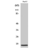 Western blot - IFITM3 Polyclonal Antibody from Signalway Antibody (41051) - Antibodies.com