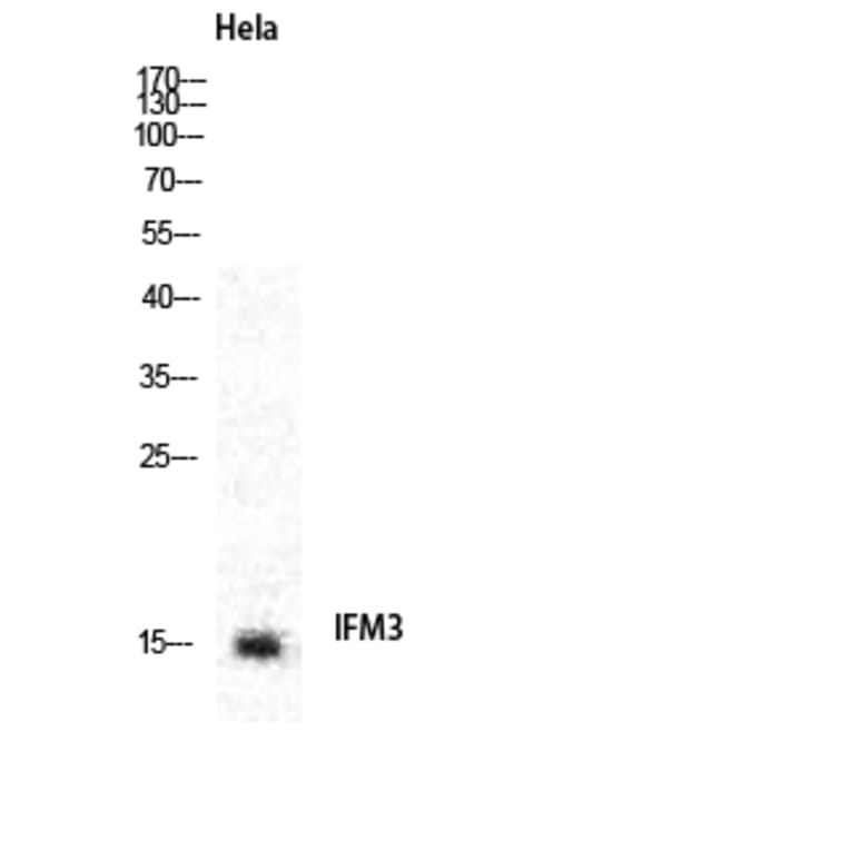 Western blot - IFITM3 Polyclonal Antibody from Signalway Antibody (41051) - Antibodies.com