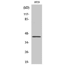 Western blot - NPY2-R Polyclonal Antibody from Signalway Antibody (41253) - Antibodies.com