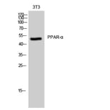 Western blot - PPAR-α Polyclonal Antibody from Signalway Antibody (41359) - Antibodies.com