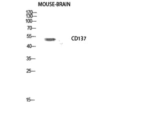 Western blot - CD137 Polyclonal Antibody from Signalway Antibody (40694) - Antibodies.com
