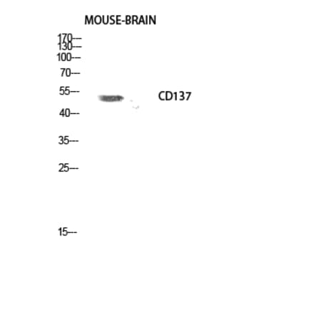 Western blot - CD137 Polyclonal Antibody from Signalway Antibody (40694) - Antibodies.com