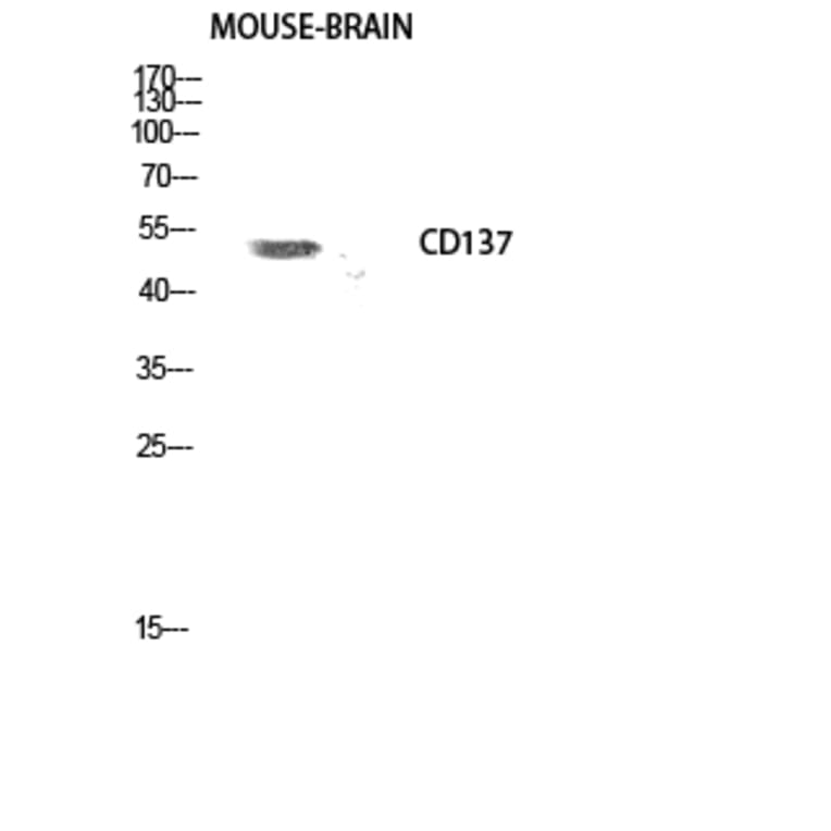 Western blot - CD137 Polyclonal Antibody from Signalway Antibody (40694) - Antibodies.com