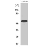 Western blot - CLCC1 Polyclonal Antibody from Signalway Antibody (40757) - Antibodies.com