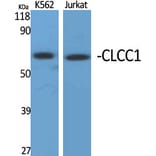 Western blot - CLCC1 Polyclonal Antibody from Signalway Antibody (40757) - Antibodies.com