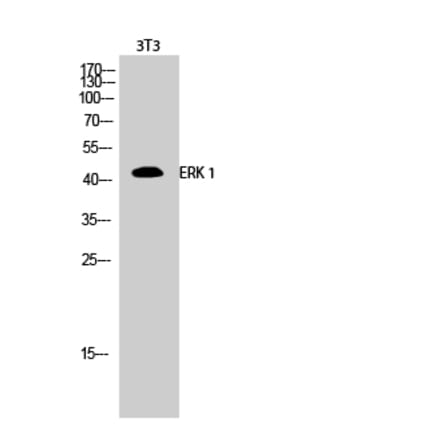 Western blot - ERK 1 Polyclonal Antibody from Signalway Antibody (40900) - Antibodies.com