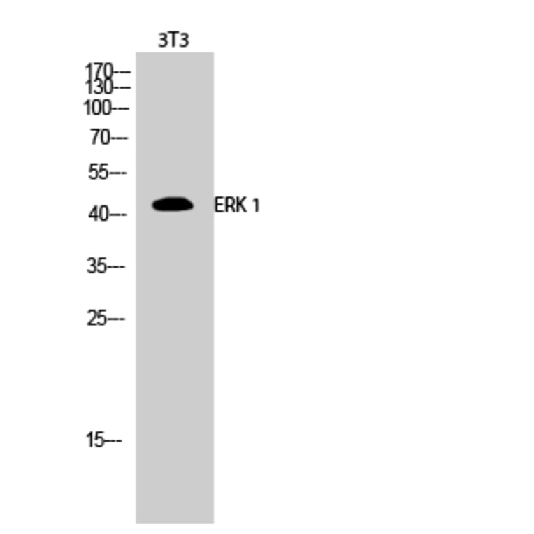 Western blot - ERK 1 Polyclonal Antibody from Signalway Antibody (40900) - Antibodies.com