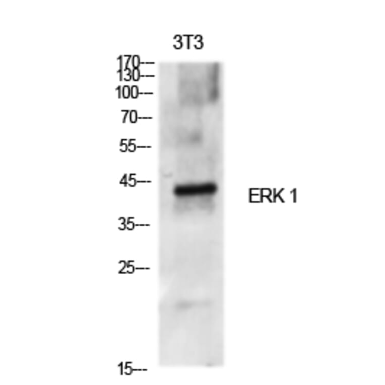 Western blot - ERK 1 Polyclonal Antibody from Signalway Antibody (40900) - Antibodies.com