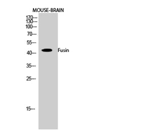 Western blot - Fusin Polyclonal Antibody from Signalway Antibody (40942) - Antibodies.com