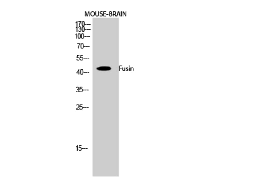 Western blot - Fusin Polyclonal Antibody from Signalway Antibody (40942) - Antibodies.com