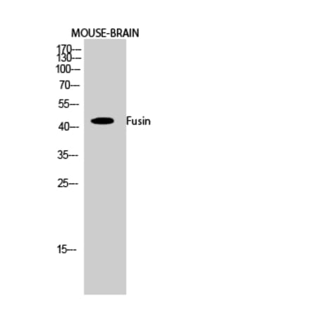 Western blot - Fusin Polyclonal Antibody from Signalway Antibody (40942) - Antibodies.com