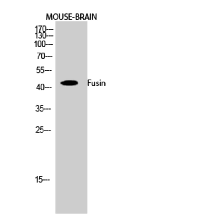 Western blot - Fusin Polyclonal Antibody from Signalway Antibody (40942) - Antibodies.com